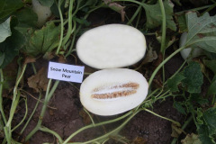 F1 Sweet Melon Honeydew Cantaloupe Seeds For Sale-Snow Mountain Pear