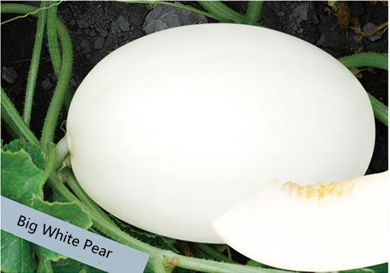 F1 Sweet Melon Honeydew Cantaloupe Seeds For Sale-Big White Pear