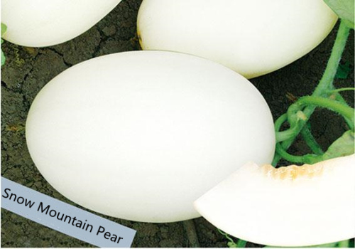 F1 Sweet Melon Honeydew Cantaloupe Seeds For Sale-Snow Mountain Pear