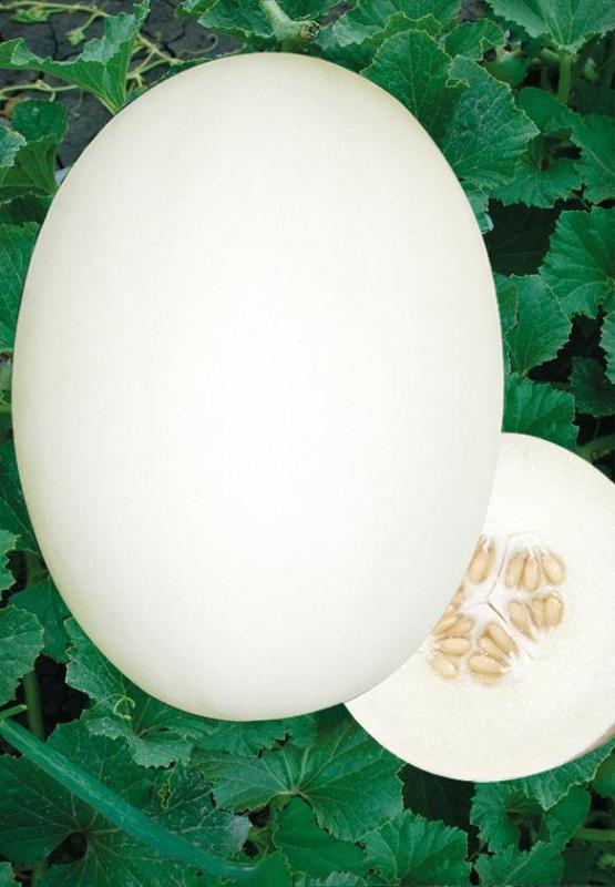 F1 Sweet Melon Honeydew Cantaloupe Seeds For Sale-Early White Pear
