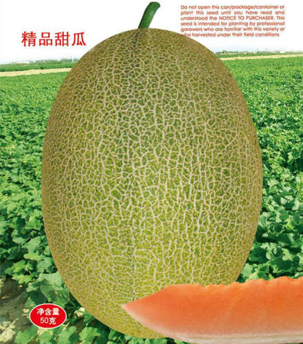 F1 Sweet Light Green Peel Hami Musk Melon Cantaloupe Seeds For Planting-Sweet Heart No.2