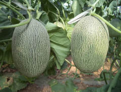 F1 Sweet Hami Musk Melon Cantaloupe Seeds For Planting-Jiao Honey Sweet Crisp