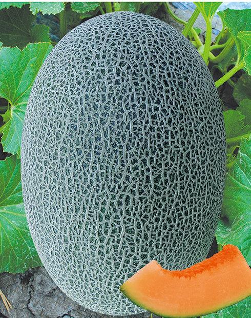 Big Fruit F1 Sweet Green Peel Hami Musk Melon Cantaloupe Seeds For Planting-Green Honey King No.4