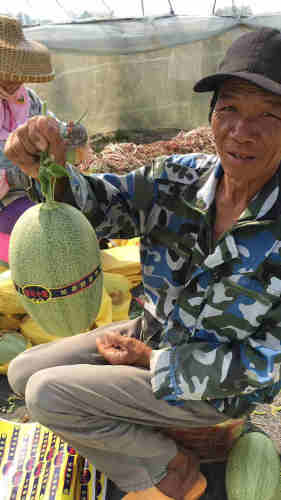 F1 Sweet Light Green Peel Hami Musk Melon Cantaloupe Seeds For Planting-Fragrance Queen