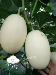 F1 Sweet Melon Honeydew Cantaloupe Seeds For Sale-Snow Mountain Pear