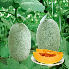 Chinese Best Hami Melon Honeydew Cantaloupe Seeds-Yu Tian Xiang