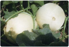 F1 Sweet Melon Seeds For Growing-SW009