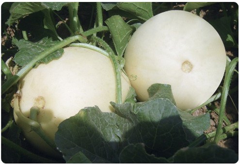 F1 Sweet Melon Seeds For Growing-SW009