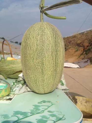 High Sweet Hami Melon seeds-Sweet Cool
