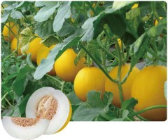 F1 Sweet Melon Seeds For Growing-SW005
