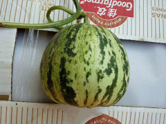 F1 Sweet Melon Seeds For Growing-Spring Bud No.1