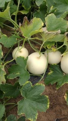 Sweet Melon Honeydew Seeds For Sale-Silver Lord