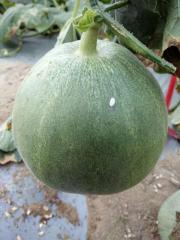F1 Sweet Melon Seeds For Growing-Green Crisp Boutique