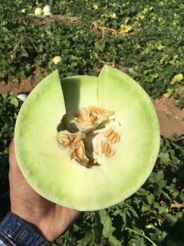 High Quality White Sweet Melon seeds-Snow Green Honey No.3