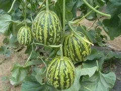 F1 Sweet Melon Seeds For Growing-Spring Bud No.1