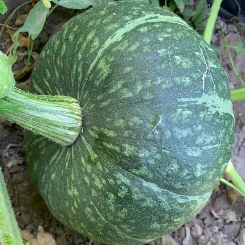 F1 Pumpkin Seeds- Green Chestnut No.2