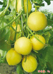 F1 Sweet Melon Seeds For Growing-Yellow Queen