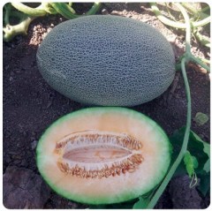 F1 Sweet Melon Seeds For Growing-SW002