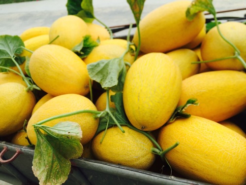 F1 Cantaloupe Sweet Musk Melon Hami Melon Seeds-High Mountain No.1