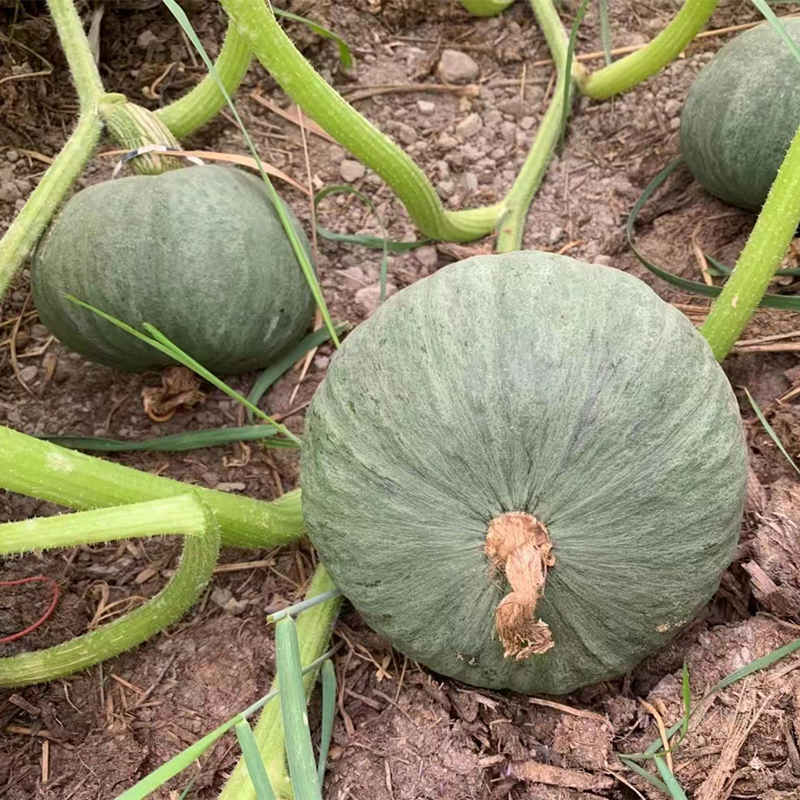 F1 Pumpkin Seeds- Silver Chestnut