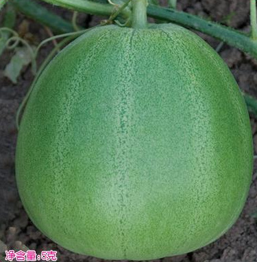 Thin Peel F1 Green Sweet Melon Honeydew Seeds For Growing-Green Wish