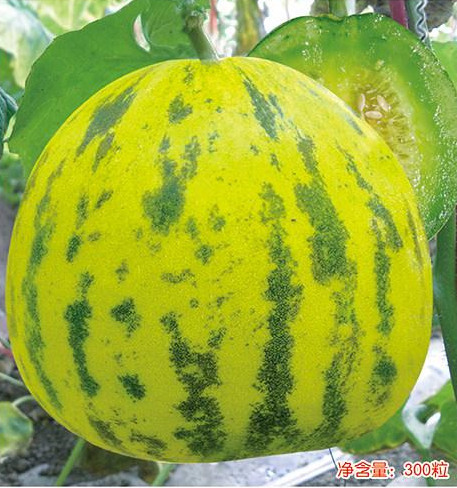 F1 Sweet Melon Seeds For Growing-Spring Bud No.1