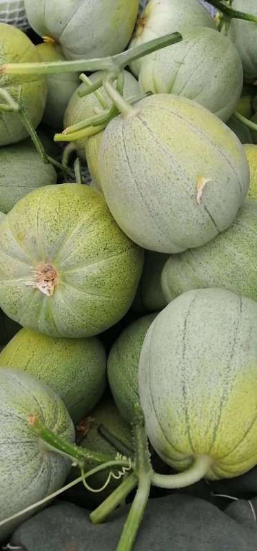 F1 Sweet Melon Seeds For Growing-Green Baby