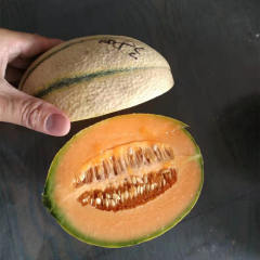 F1 Orange Flesh Cantaloupe Melon Seeds-New Honey No.2