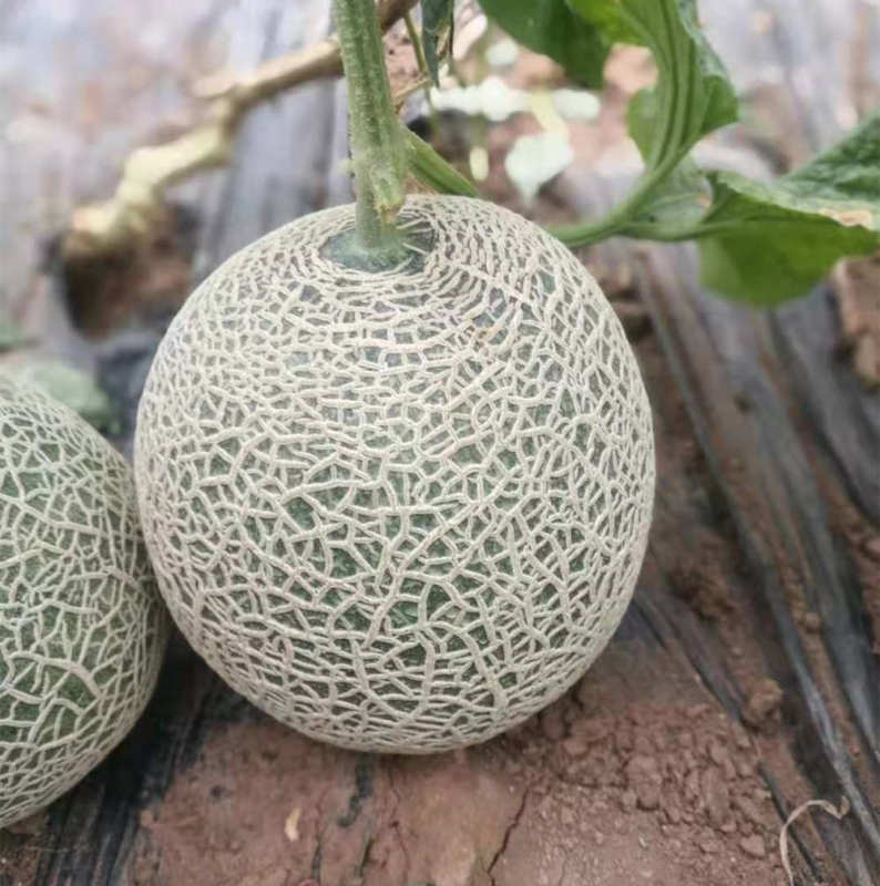 F1 Musk melon Seeds For Growing-Red Honey Nest