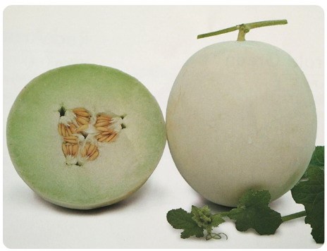 High Quality White Sweet Melon seeds-Snow Green Honey No.3