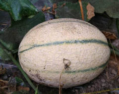 F1 Orange Flesh Cantaloupe Melon Seeds-New Honey No.2