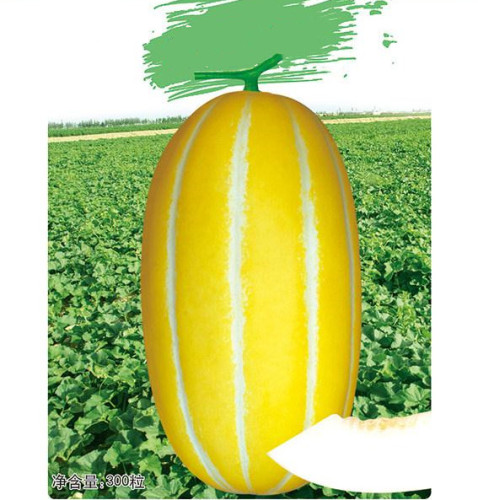 Yellow Peel Sweet Melon Seeds For Growing-Gold King