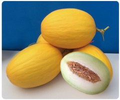 F1 Yellow Peel White Flesh Sweet Melon Seeds For Growing-Sweet Honey No.9