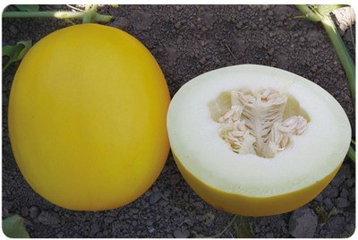 F1 Sweet Melon Seeds For Growing-SW007