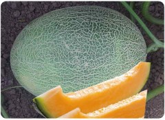 F1 Sweet Melon Seeds For Growing-SW003