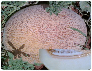 F1 Sweet Melon Seeds For Growing-SW001