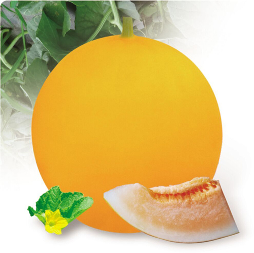 Planting F1 Honeydew Sweet Melon seeds-Red Baby No.2