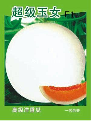 Planting F1 Honeydew Sweet Melon seeds-Super Jade Girl