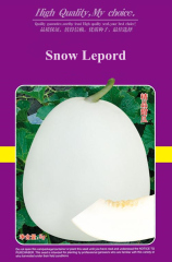 F1 White Thin Peel Sweet Melon Seeds For Growing-Snow Lepord