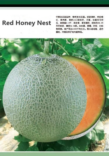 F1 Musk melon Seeds For Growing-Red Honey Nest