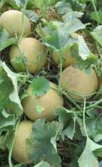 F1 yellow peel green flesh round musk melon seeds Cantaloupe seeds for growing-Early Honey