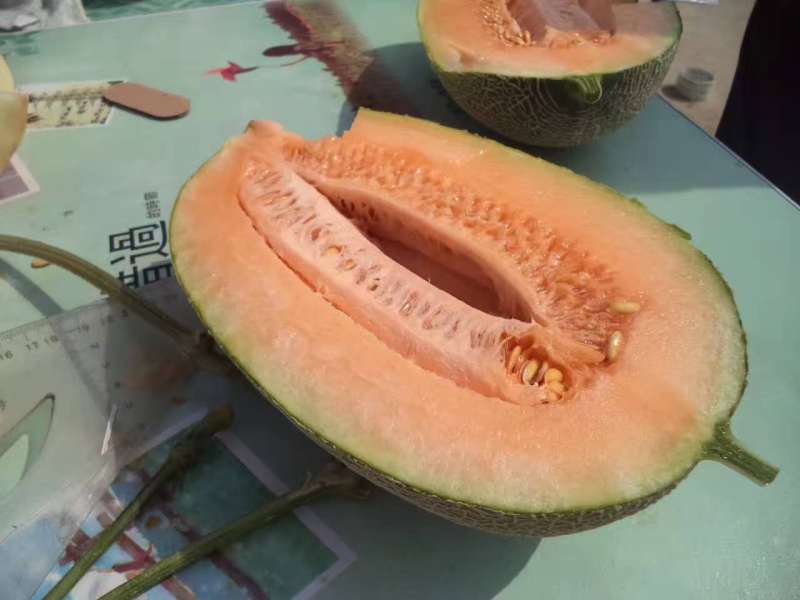 High Sweet Hami Melon seeds-Sweet Cool