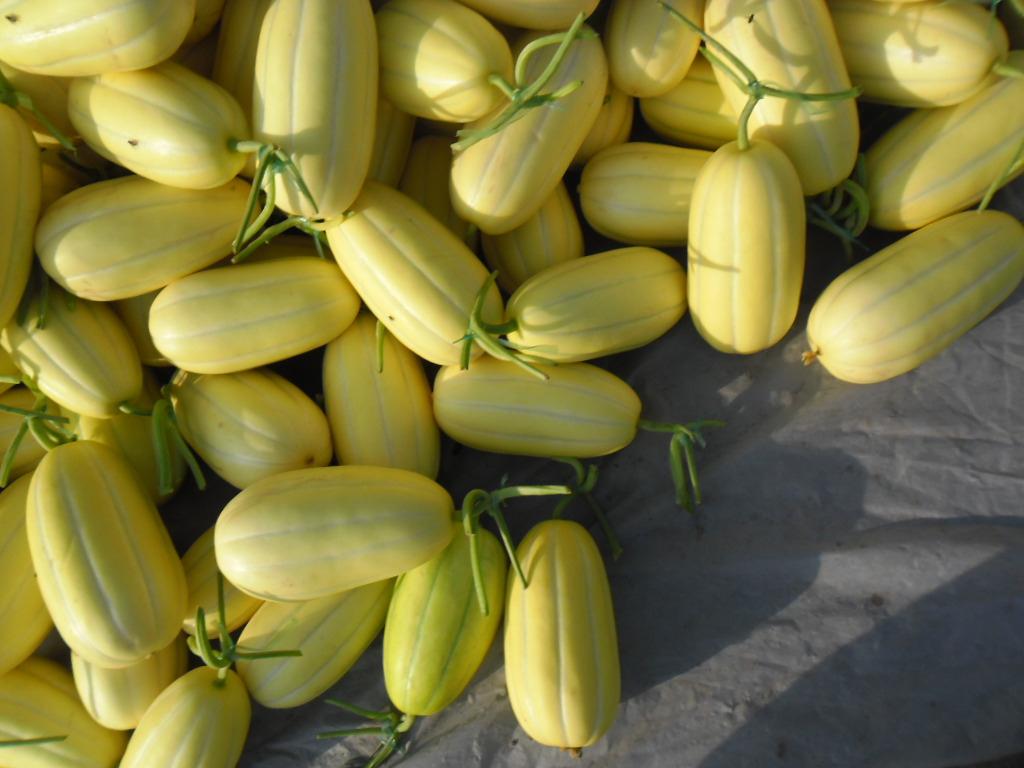 Yellow Peel Sweet Melon Seeds For Growing-Gold King
