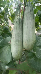 F1 Thin Peel Sweet Melon Seeds For Growing-Sweet Horn