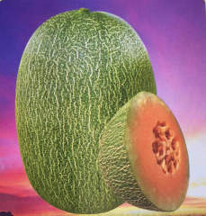 High Sweet Hami Melon seeds-Cane Sugar