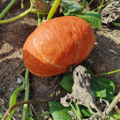 Hybrid F1 Pumpkin Seeds- Red Chestnut No.1