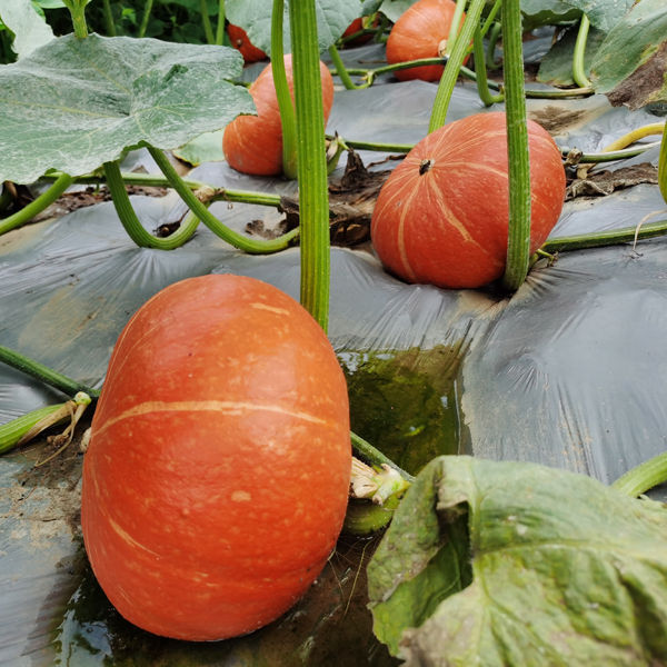 Hybrid F1 Pumpkin Seeds- Red Chestnut No.1