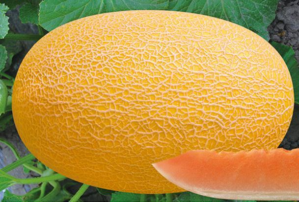 F1 Cantaloupe Sweet Musk Melon Hami Melon Seeds-Yellow Honey No.7