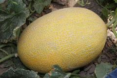 F1 Cantaloupe Sweet Musk Melon Hami Melon Seeds-Yellow Honey No.7