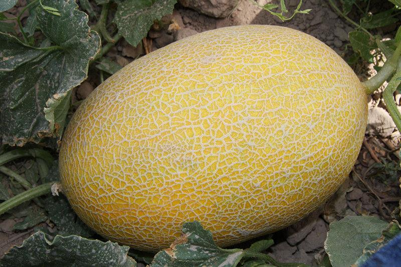 F1 Cantaloupe Sweet Musk Melon Hami Melon Seeds-Yellow Honey No.7